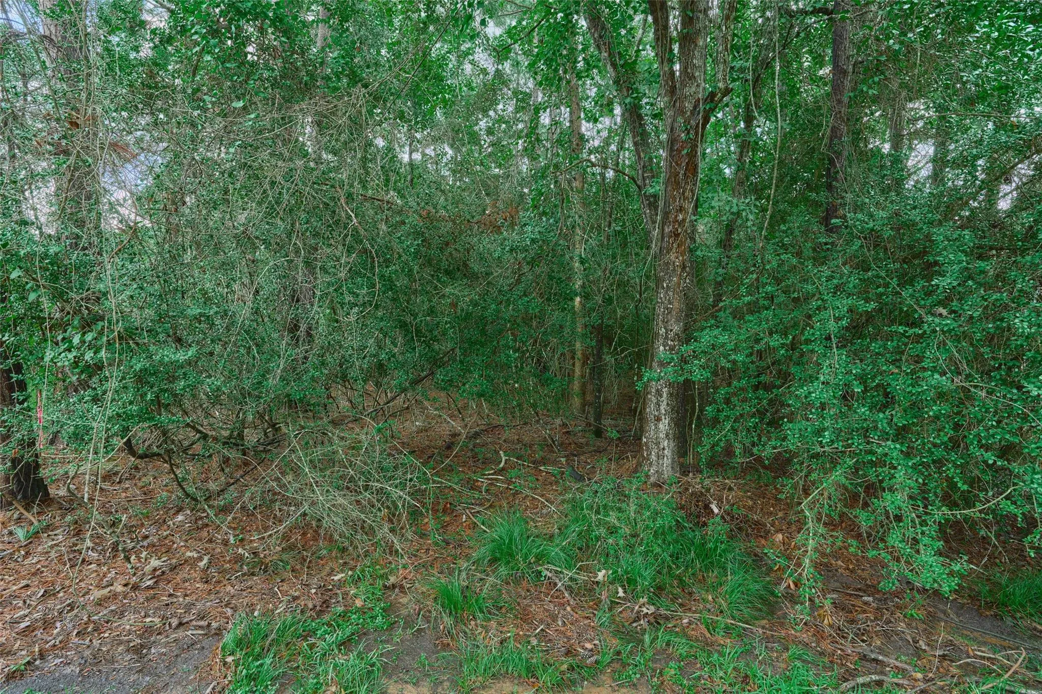 20 E Forest Court