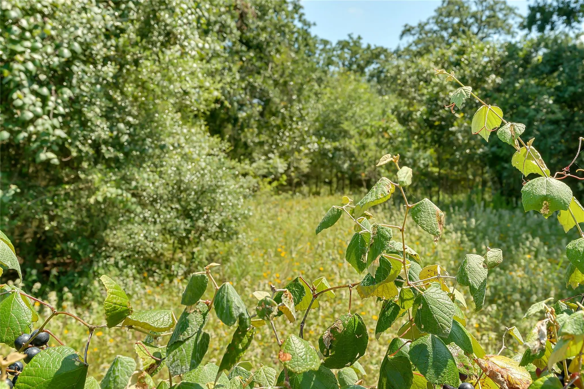 Parcel 19231 County Road 215