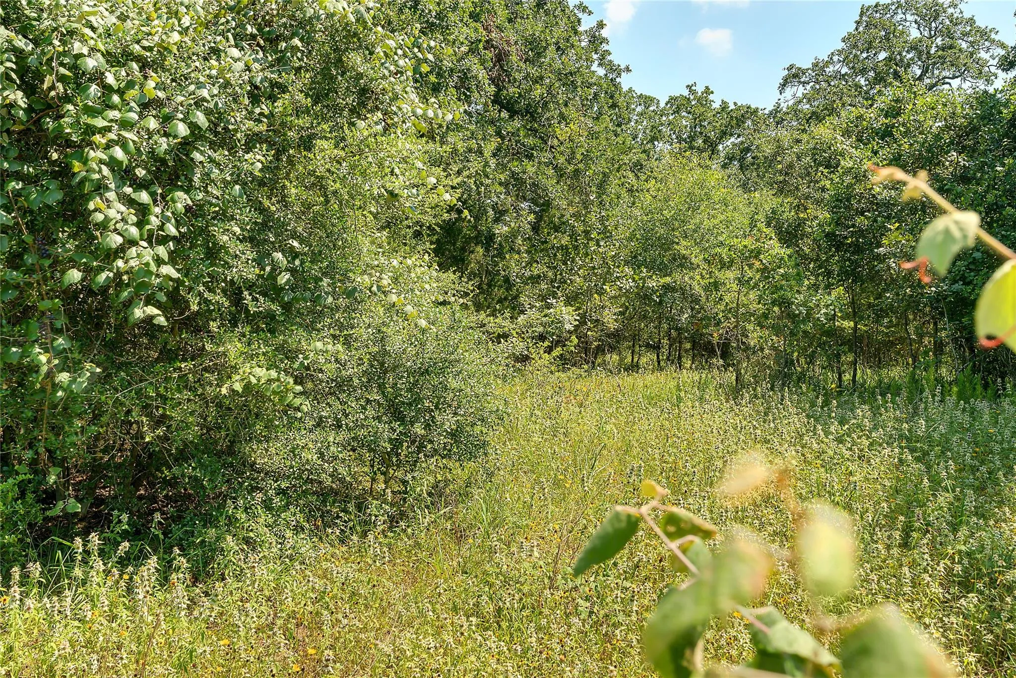 Parcel 19231 County Road 215